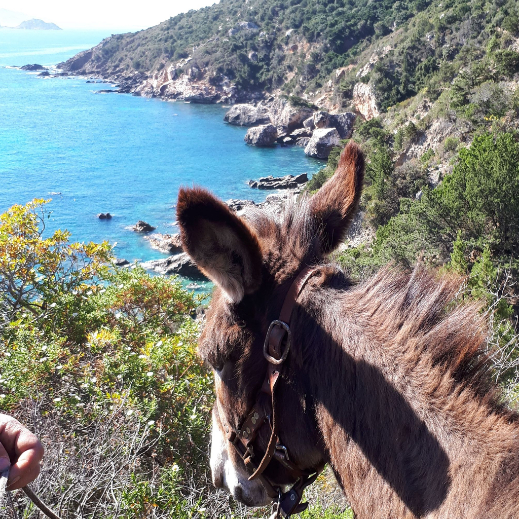 ESEL-TREKKING AUF SARDINIEN